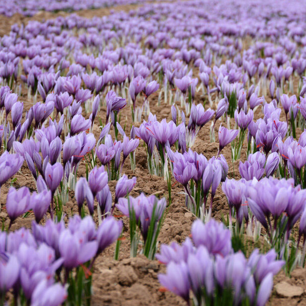 Safranco Saffron filed-Safranco Saffran Trade Centre