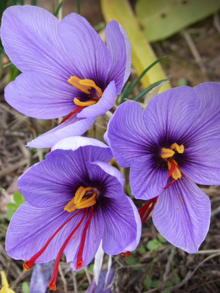 Saffron Flowers _ Safranco Saffron